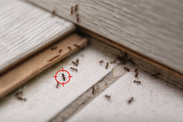Best Ant Control Services  in Seth Ward, TX