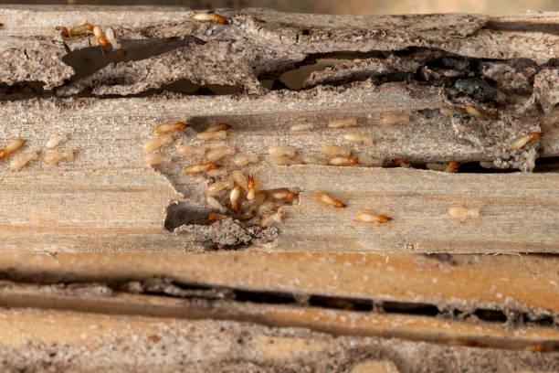Best Emergency Pest Control  in Seth Ward, TX