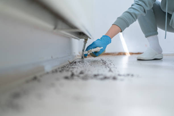 Best Pest Inspection Near Me  in Seth Ward, TX
